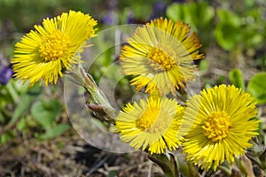 Spring flowers mother and stepmother