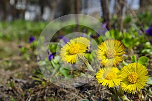 Spring flowers mother and stepmother