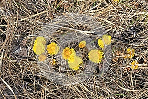 Spring flowers mother and stepmother among last years dry grass