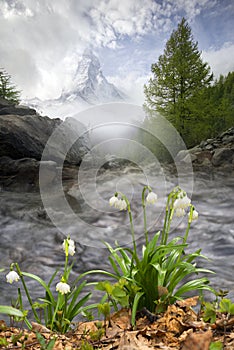 Spring flowers by a mountain lake in the Alps photo