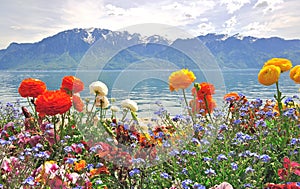 Spring flowers and mountains