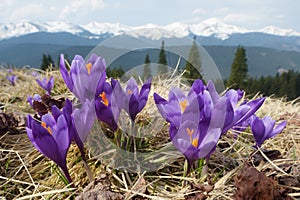 Primavera fiori montagne 