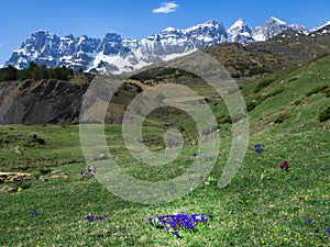 Spring flowers in the mountains of Partacua and Pe?a Telera, Huesca Pyrenees photo