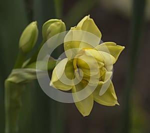 Spring flowers - multifloral Narcissus