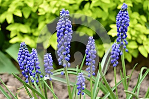 Spring flowers muscari in the garden. Blue bright flower buds.