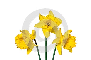 Spring flowers narcissus