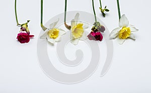 Spring flowers, narcissus, freesia
