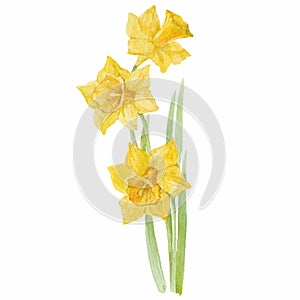 Spring flowers narcissus isolated on white background. Vector, w