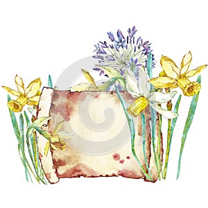 Spring flowers narcissus. Isolated on white background. Watercolor hand drawn illustration. Easter design.