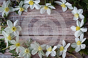 Spring flowers. Narcissus on a old wood background. A lot of white daffodils. Floral background. Happy Women`s Day