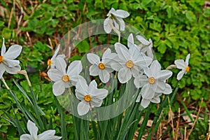 Spring flowers Narcissus poeticus, also called Poet`s narcissus