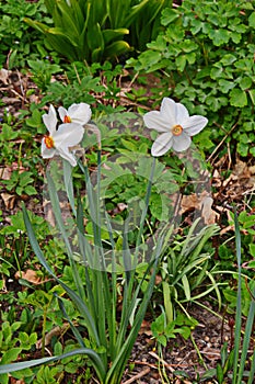 Spring flowers Narcissus poeticus, also called Poet`s narcissus