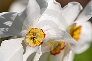 Spring flowers Narcissus poeticus, also called Poet`s narcissus, at Eastcote House Gardens, historic walled garden in London UK