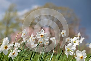 Spring flowers Narcissus Poeticus, also called Poet\'s narcissus or Pheasant\'s Eye at RHS Wisley garden, Surrey UK.