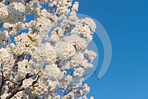 Spring flowers, natural background