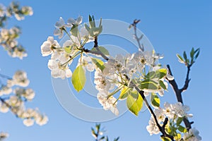 Spring flowers on natural blue sky