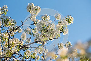 Spring flowers on natural blue sky