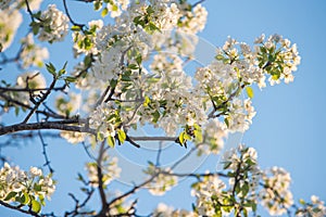 Spring flowers on natural blue sky