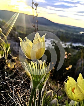 Spring flowers. nature awakens from winter sleep. Backache, sleep-grass. photo