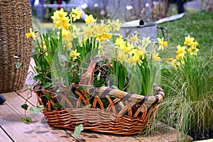 Spring flowers in the nature basket