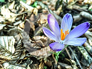 Crocus vernus Spring flowers nature forest plant petals