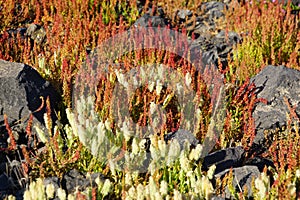 Spring flowers near volcano in Nea Kameni island and panorama to