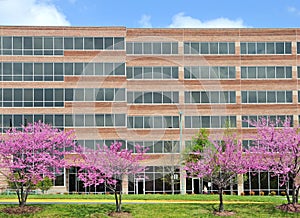 Spring flowers office building