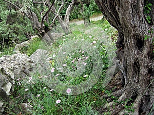 Spring flowers among olive trees