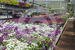 Spring flowers open air freshly organized with organic growing in michigan seasonal planter racks in greenhouse of local plants.