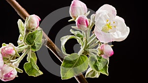 Spring flowers opening. Beautiful Spring apple tree blossom is opening timelapse, close up. Flower buds. Time lapse of fresh pink