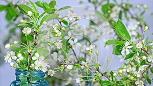 Spring flowers opening. Beautiful white cherry tree branches with buds blossom open time lapse