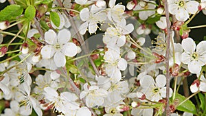 Spring flowers opening. White flowers of a cherry blossom on a cherry tree. Fresh cherry. Time lapse.