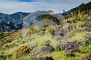 Spring Flowers - Orange County, California