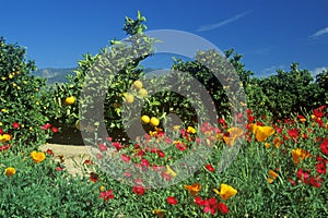 Spring flowers in Orange Groves, Ventura County, CA photo