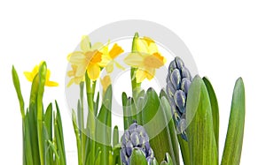 Spring flowers over white background