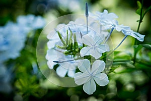 Spring flowers in the park