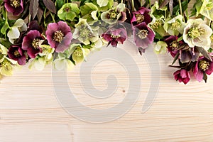 Spring flowers pastel color natural background. Lenten roses over light wooden table photo