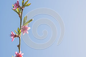 spring flowers on peach tree, copy space