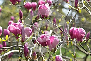 Spring flowers of pink Magnolia on long branches on light background