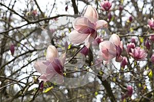 Spring flowers of pink Magnolia on long branches on light background