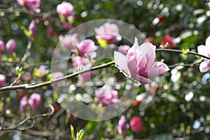 Spring flowers of pink Magnolia on long branches on light background