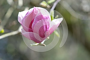 Spring flowers of pink Magnolia on long branches on light background