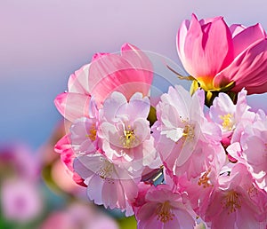 Spring flowers  pink sacura branch on blue sky