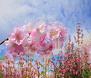 Spring flowers  pink sacura branch on blue sky