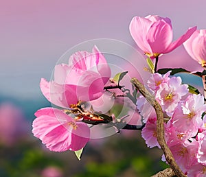 Spring flowers  pink sacura branch on blue sky