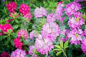 Spring flowers in pink and violet color