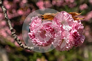 Spring flowers and plants in a botanic garden