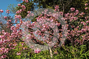 Spring flowers and plants in a botanic garden