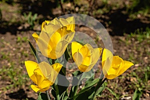 Spring flowers and plants in a botanic garden