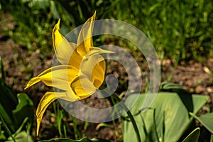 Spring flowers and plants in a botanic garden